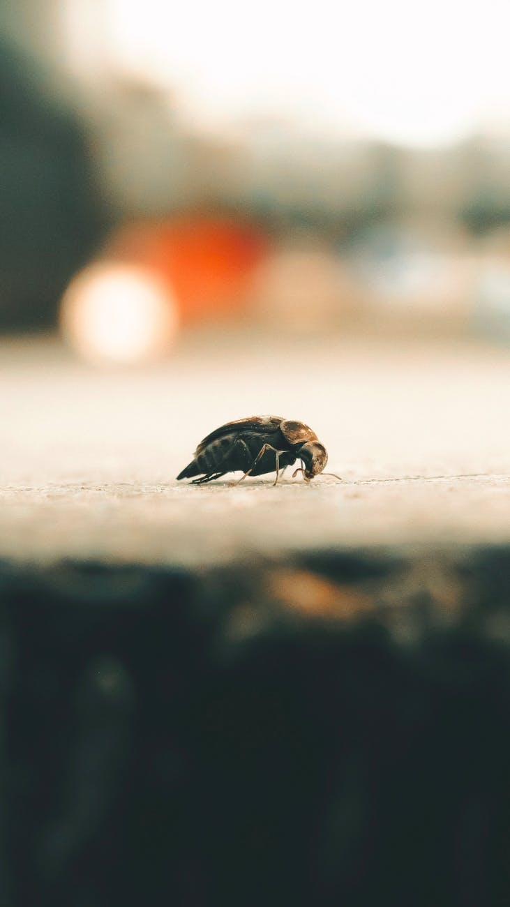 beetle on ground